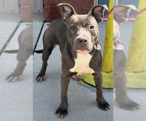 American Pit Bull Terrier Dogs for adoption in Forestville, MD, USA