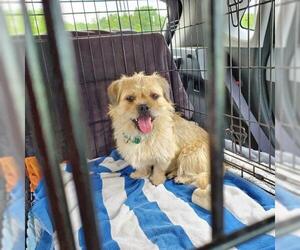 Malti-pug Dogs for adoption in Chester, NJ, USA