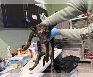 Labrador Retriever-Unknown Mix Dogs for adoption in Grand Prairie, TX, USA