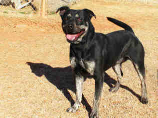 Rottweiler-American Pit Bull Terrier Dogs for adoption in Edmond, OK, USA