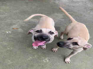Black Mouth Cur Dogs for adoption in Fort Walton Beach, FL, USA