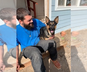 German Shepherd Dog-Unknown Mix Dogs for adoption in Alturas, CA, USA