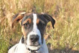 Medium Photo #1 English Foxhound-Pointer Mix Puppy For Sale in Boonville, MO, USA