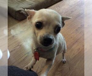 Chihuahua Dogs for adoption in Saint Louis, MO, USA