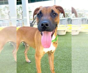 Black Mouth Cur Dogs for adoption in Naples, FL, USA