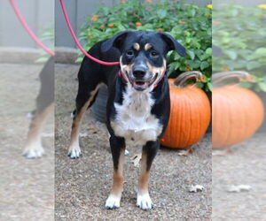 Rottweiler-Unknown Mix Dogs for adoption in Germanton, TN, USA