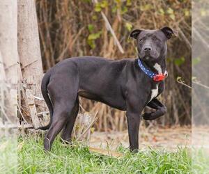 American Pit Bull Terrier-Labrador Retriever Mix Dogs for adoption in Waco, TX, USA