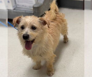 Mutt Dogs for adoption in Canton, CT, USA