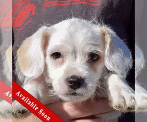 Bichon Frise-Unknown Mix Dogs for adoption in Huntley, IL, USA