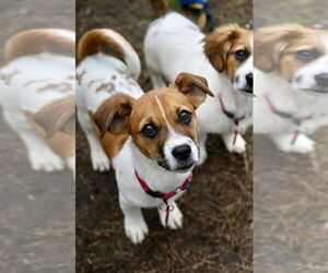 Bea-Tzu Dogs for adoption in Wakefield, RI, USA