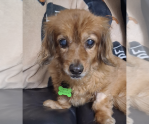 Dachshund-Unknown Mix Dogs for adoption in Weston, FL, USA