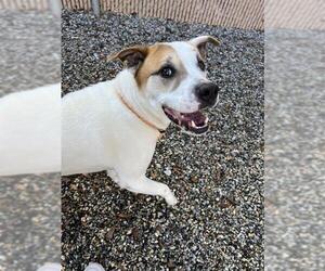 American Pit Bull Terrier Dogs for adoption in Palmetto, FL, USA
