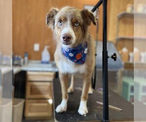 Australian Shepherd Dogs for adoption in Hurricane, UT, USA