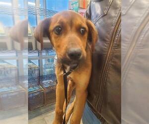 Medium Photo #2 Mutt Puppy For Sale in San Antonio, TX, USA