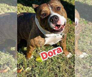 American Pit Bull Terrier-Unknown Mix Dogs for adoption in Rowlett, TX, USA