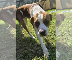 Boxer-Unknown Mix Dogs for adoption in Newfoundland, PA, USA