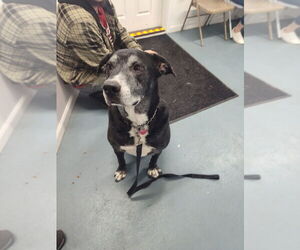 Great Dane-Labrador Retriever Mix Dogs for adoption in Linton, IN, USA