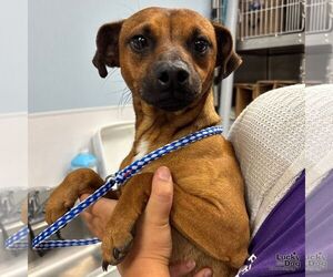 Jackshund Dogs for adoption in Washington, DC, USA