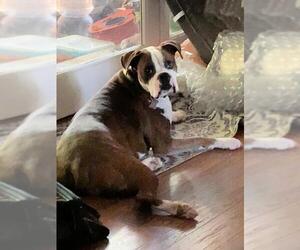 Boxer Dogs for adoption in Hurst, TX, USA
