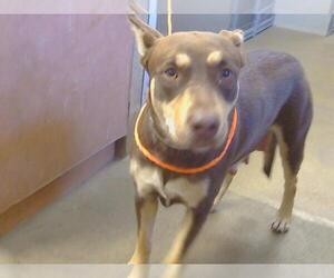 Australian Kelpie-Unknown Mix Dogs for adoption in Sacramento, CA, USA