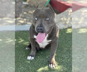 American Pit Bull Terrier Dogs for adoption in Bakersfield, CA, USA
