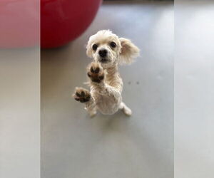 Maltese Dogs for adoption in Studio City, CA, USA