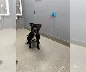 American Pit Bull Terrier-Unknown Mix Dogs for adoption in Las Vegas, NV, USA