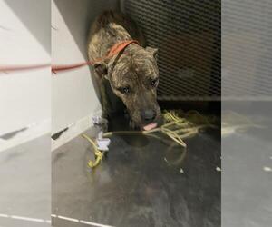 American Pit Bull Terrier Dogs for adoption in Bakersfield, CA, USA
