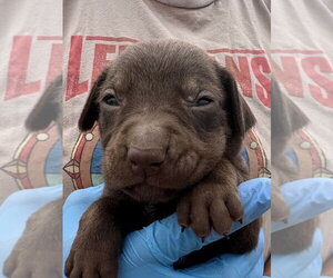 Medium Photo #3 Labrador Retriever-Unknown Mix Puppy For Sale in Bolivar, MO, USA