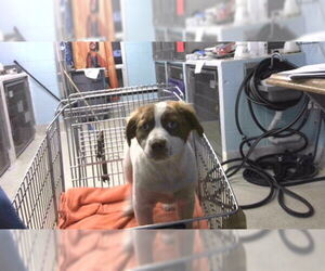 Australian Shepherd-Unknown Mix Dogs for adoption in Tallahassee, FL, USA