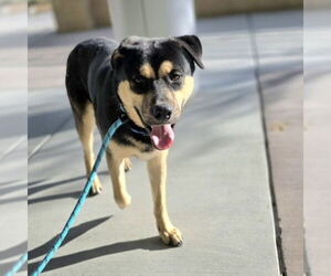 Medium Photo #1 German Shepherd Dog-Unknown Mix Puppy For Sale in Las Vegas, NV, USA