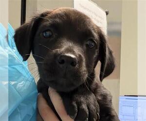 Labrador Retriever-Unknown Mix Dogs for adoption in Bakersfield, CA, USA