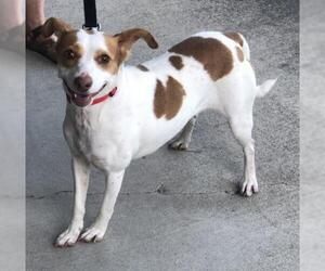 Rat Terrier Dogs for adoption in Dana Point, CA, USA