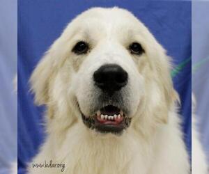 Great Pyrenees Dogs for adoption in Cheyenne, WY, USA