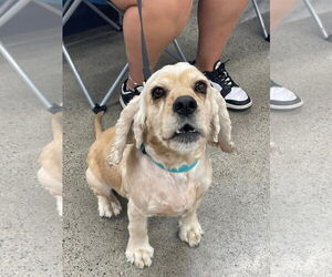 Cocker Spaniel Dogs for adoption in Turlock, CA, USA