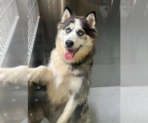 Australian Shepherd-Siberian Husky Mix Dogs for adoption in Orange, CA, USA
