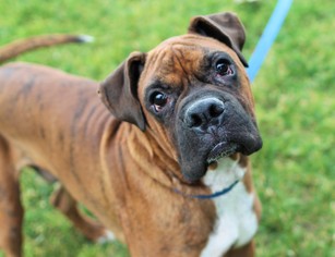 Boxer Dogs for adoption in Alameda, CA, USA