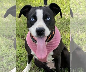 Bulldog-Unknown Mix Dogs for adoption in Glenwood, GA, USA