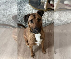 Mutt Dogs for adoption in Westminster, MD, USA