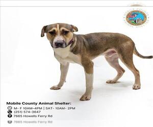 Huskies -Labrador Retriever Mix Dogs for adoption in Mobile, AL, USA