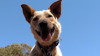 Australian Cattle Dog Dogs for adoption in Richmond, CA, USA