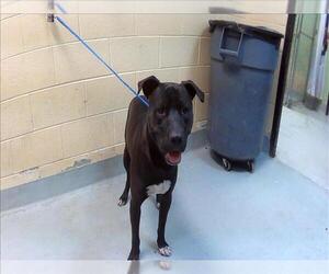 Mutt Dogs for adoption in Tulsa, OK, USA