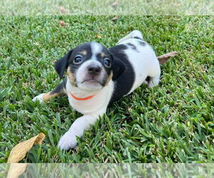 Chiweenie Dogs for adoption in OKLAHOMA CITY, OK, USA