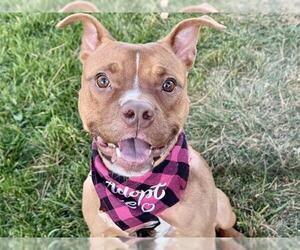 American Pit Bull Terrier-Unknown Mix Dogs for adoption in Pueblo, CO, USA