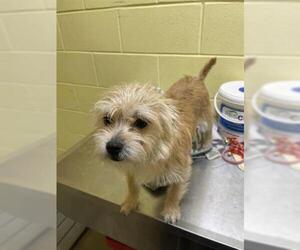 Border Terrier Dogs for adoption in Forestville, MD, USA