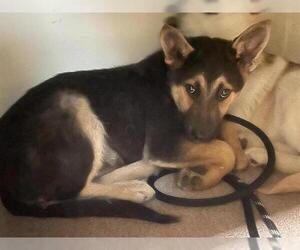 German Shepherd Dog-Unknown Mix Dogs for adoption in Pasadena, CA, USA