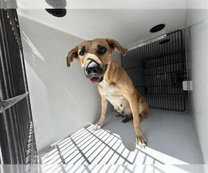 American Pit Bull Terrier-Unknown Mix Dogs for adoption in Houston, TX, USA