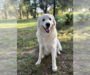 Great Pyrenees Dogs for adoption in Bend, OR, USA
