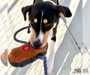 Beagle-Unknown Mix Dogs for adoption in Washington, DC, USA