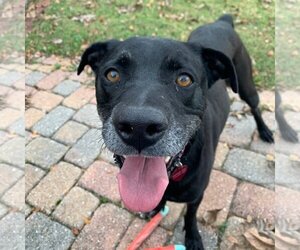 Boxador Dogs for adoption in Dallas, TX, USA